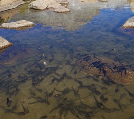 a photo of part of a lake filled with tadpoles